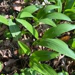 Allium tricoccum Feuille