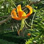 Lilium henryi Flor