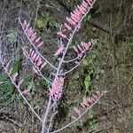 Aloe secundiflora Kvet