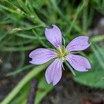 Gypsophila muralis 花