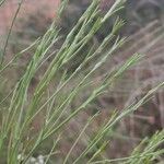Retama monosperma Leaf