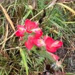 Castilleja indivisa Flor