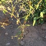 Gypsophila pilosa Bark