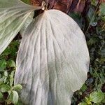 Platycerium elephantotis Leaf