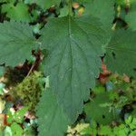 Scutellaria columnae List