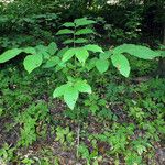 Juglans regia Habit