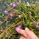 Silene pendulaFlor