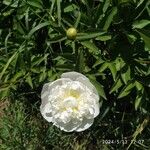 Paeonia lactiflora Çiçek