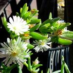 Mesembryanthemum nodiflorum Flor