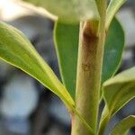 Euphorbia erubescens Bark