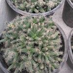 Trichodiadema densum ഇല