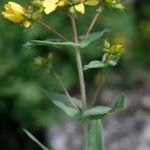 Hypericum rochelii Çiçek