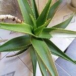 Aloe striatula Levél