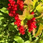 Viburnum opulusPlod