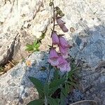 Digitalis minor Flower