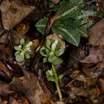 Obolaria virginica 整株植物