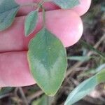 Euphorbia graminea Leaf