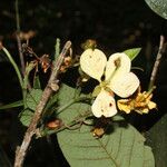 Senna hayesiana Flower