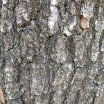 Liquidambar formosana Bark