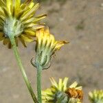 Crepis vesicaria Virág