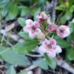 Chimaphila umbellata Λουλούδι