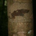 Lecythis idatimon Bark