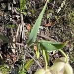 Calochortus albus Leaf