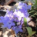 Campanula fragilis Flower