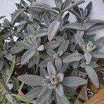 Kalanchoe tomentosa Frunză