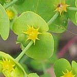 Euphorbia exigua Blüte