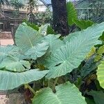 Colocasia gigantea Leaf