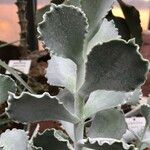 Kalanchoe rhombopilosa 叶