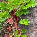 Heuchera cylindrica Leaf