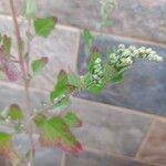 Chenopodium quinoa Лист