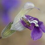 Salvia candelabrum Λουλούδι