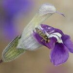 Salvia candelabrum फूल