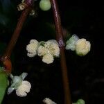 Garcinia balansae Flower