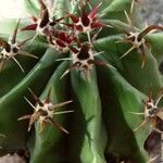 Ferocactus herrerae Foglia