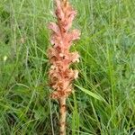 Orobanche elatior Floare