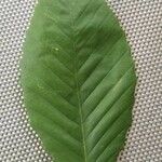 Fagus grandifolia Leaf