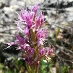 Orchis italicaKvet