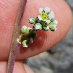 Corrigiola telephiifolia Fleur