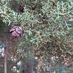 Cupressus lusitanica Outro