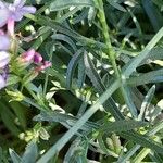 Plumbago europaea Leaf