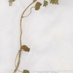 Malva longiflora Habit
