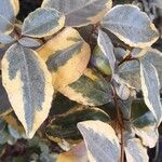 Elaeagnus macrophyllaপাতা