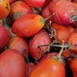 Solanum betaceum Fruit