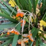 Iris foetidissima Фрукт