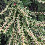 Cotoneaster microphyllus পাতা