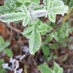 Salvia fruticosa Blad